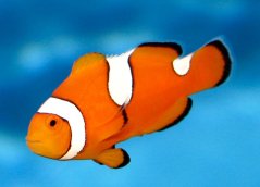 Amphiprion ocellaris Misbar