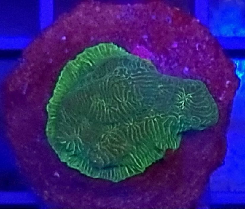 Leptoseris GREEN