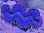 Tridacna maxima ULTRA BLUE č.2 6-7 cm