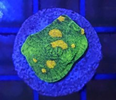 Echinophyllia sp. SPACE INVADER
