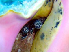 strombus marginatus5