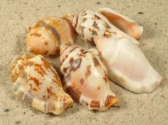 Canarium mutabile