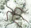 Ophiomastix annulosa