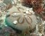 Clypeaster australasiae2