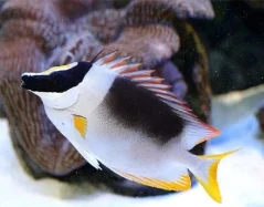Siganus magnificus