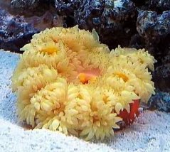 Heteractis aurora ORANGE