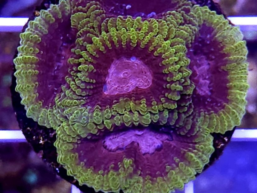 Favia sp. SPACE MONKEY