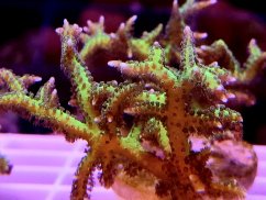 Seriatopora histrix GREEN