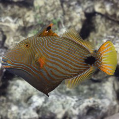 Balistapus undulatus 4