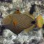 Balistapus undulatus 4