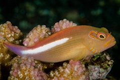 arcuatus1