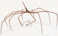 Stenorhynchus seticornis