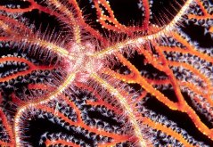 Ophiothrix purpurea3