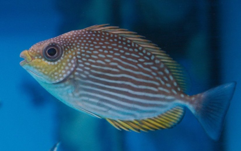siganus javus