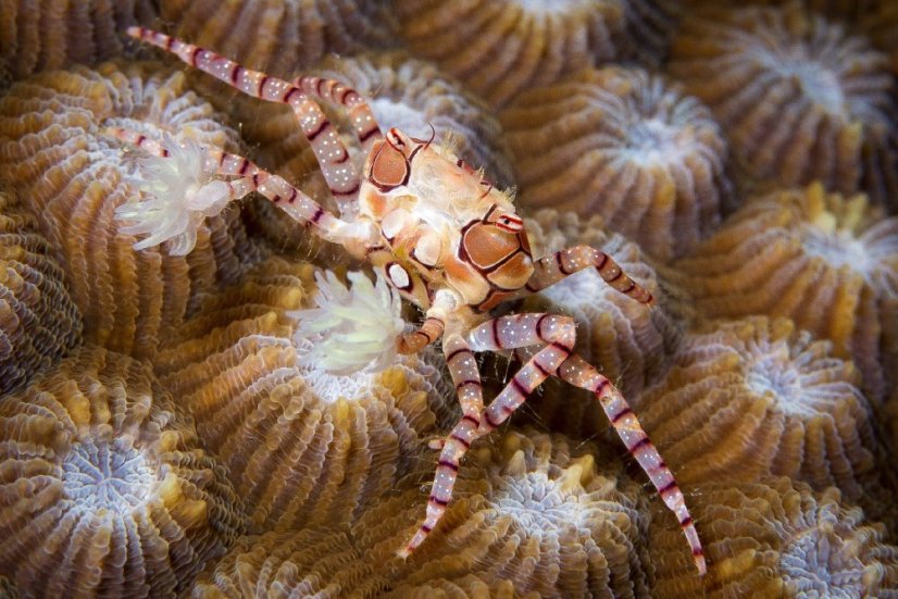 lybia tessellata4