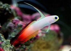 Nemateleotris magnifica