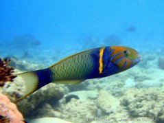 Thalassoma hebraicum4