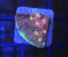 Echinophyllia sp. WATERMELON