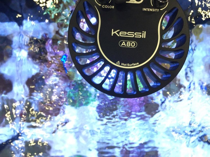 kessil a80 live2