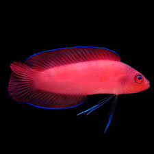 Pseudoplesiops typus 1