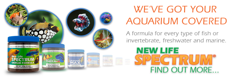 spectrum banner 01
