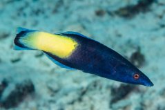Labroides bicolor1