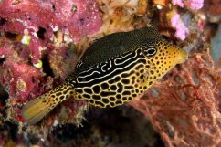 Ostracion solorensis samica 1