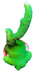Montipora digitata PALE GREEN