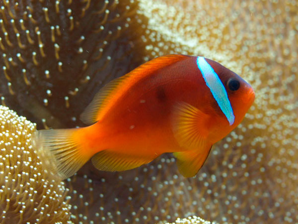 Amphiprion frenatus