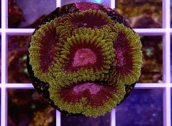Favia sp. SPACE MONKEY