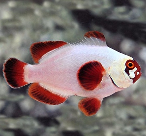 premnas biaculeatus Gold Nuget1