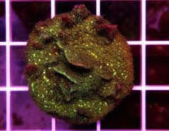 Pavona sp. GLITTER GREEN