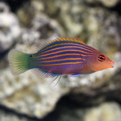Pseudocheilinus hexataenia