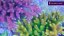 AF live corals bann