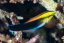 l.pectoralis1