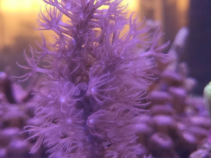 Plexaurella dichotoma