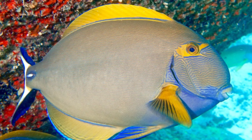 Acanthurus dussumieri
