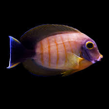 Acanthurus tristis