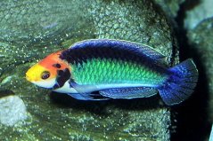 cirrhilabrus solorensis1