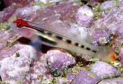 elacatinus puncticulatus II