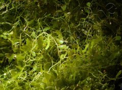 Caulerpa brachypus
