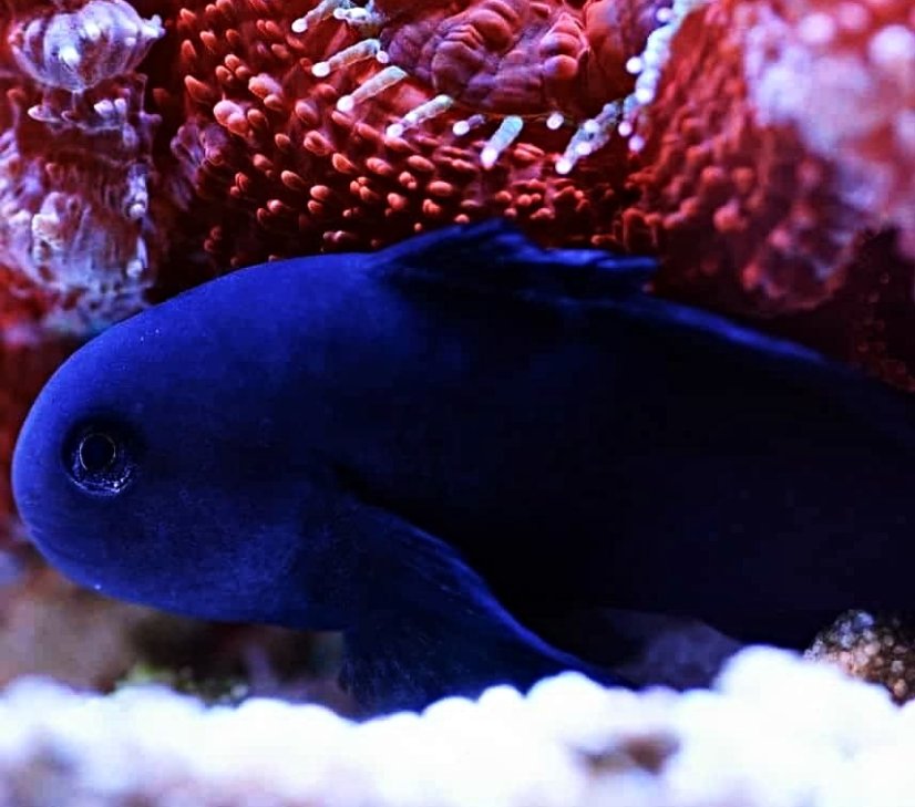 gobiodon acicularis5
