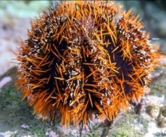 tripneustes gratilla