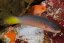 Pseudochromis pylei 1