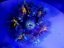 Epicystis crucifer ULTRA (Rock flower anemone)