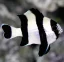 Dascyllus melanurus