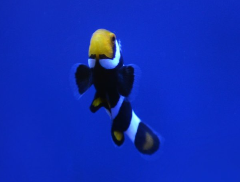 Amphiprion Onyx