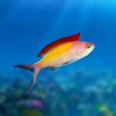 pseudanthias dispar