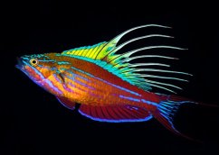 Paracheilinus filamentosus1