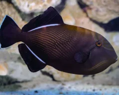 Melichthys indicus 10-12 cm